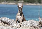 WHIPPET 059